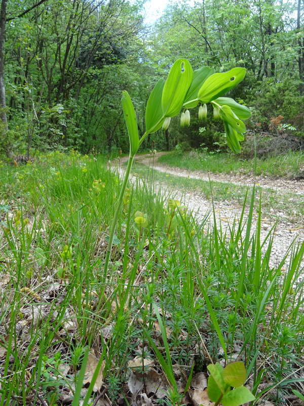 Polygonatum odoratum - Sigillo di Salomone